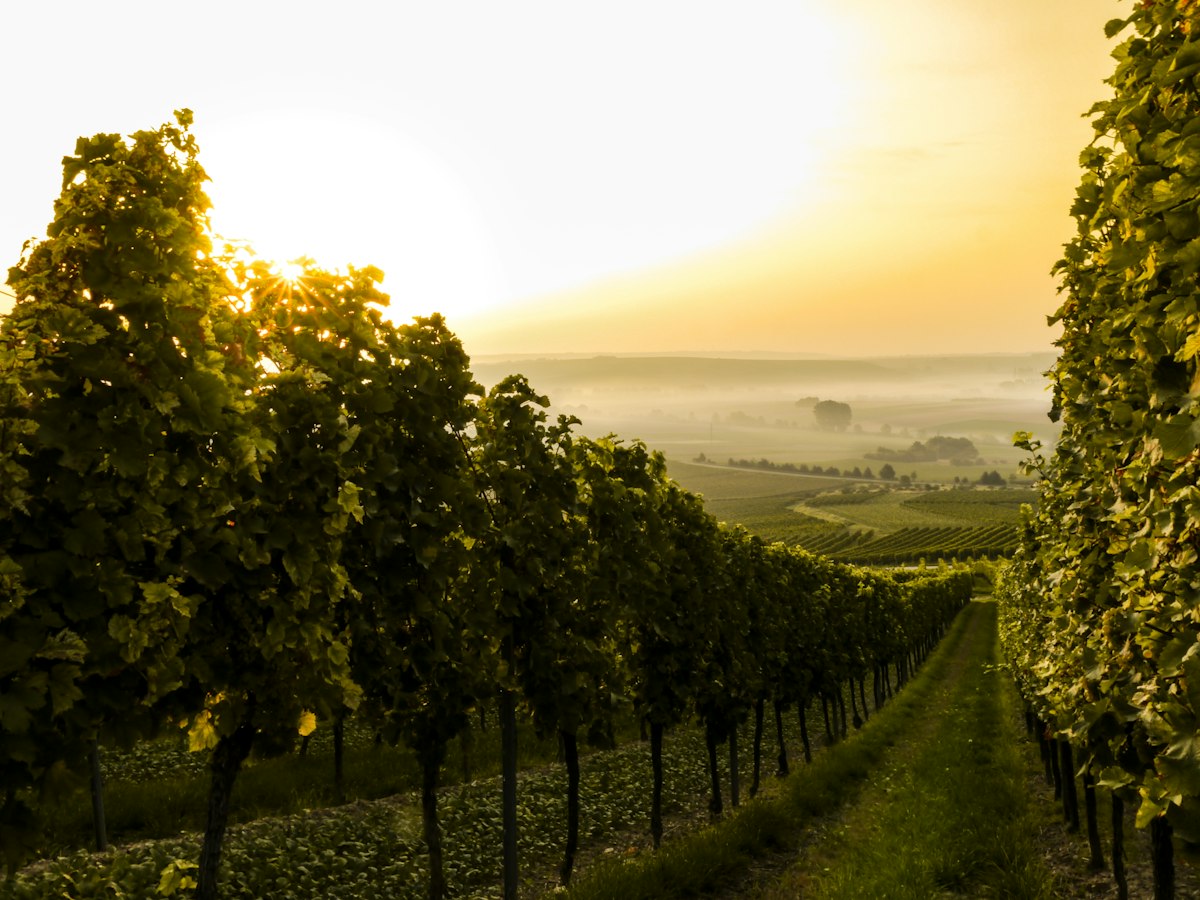 Come degustare l’Armagnac